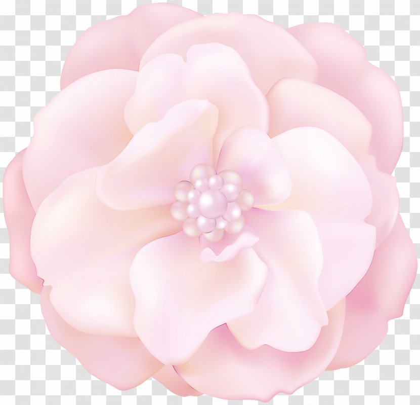 Pink Flower Cartoon - Camellia Plant Transparent PNG