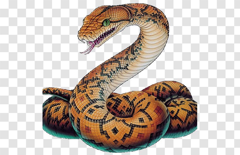 Snakes Reptile Vipers Image Drawing - Organism - Anaconda Bubble Transparent PNG
