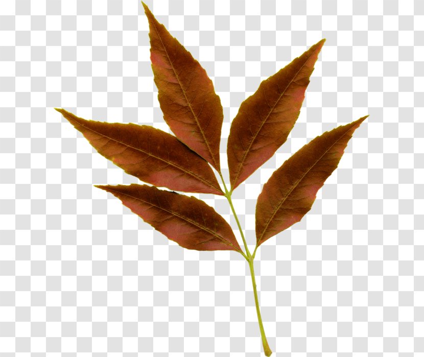 Maple Tree - Woody Plant - Flower Transparent PNG