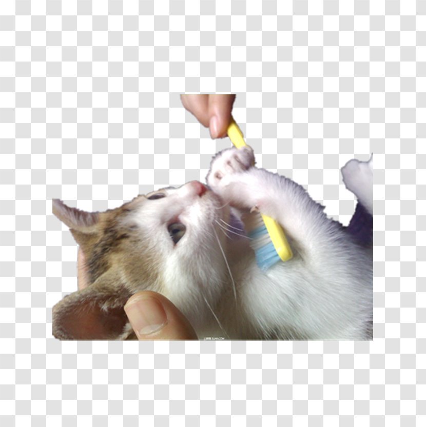 Cat Kitten Toothbrush - Like Mammal - Holding A Transparent PNG