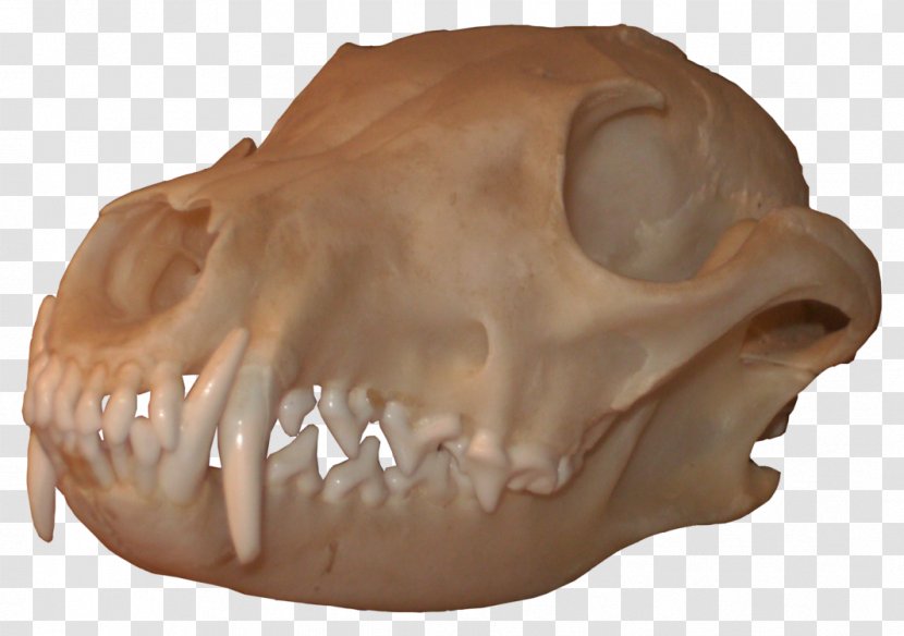 Skull Bone Red Fox Snout Nose - Anydvd - Skulls Transparent PNG