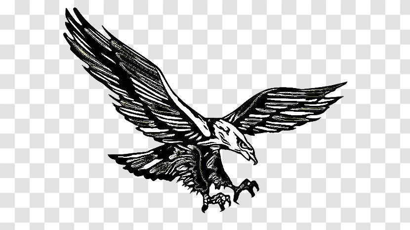 Eagle Logo - Drawing - Osprey Blackandwhite Transparent PNG