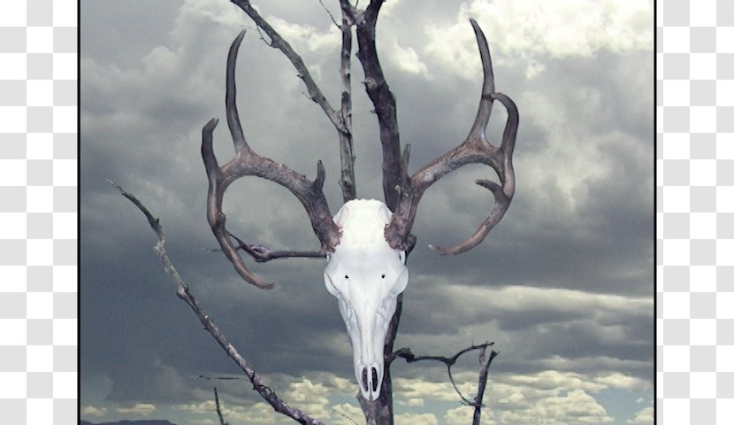 The Faraway Nearby Deer's Skull With Pedernal Georgia O'Keeffe: Paintings Ram's Head, White Hollyhock-Hills - Tree - Painting Transparent PNG