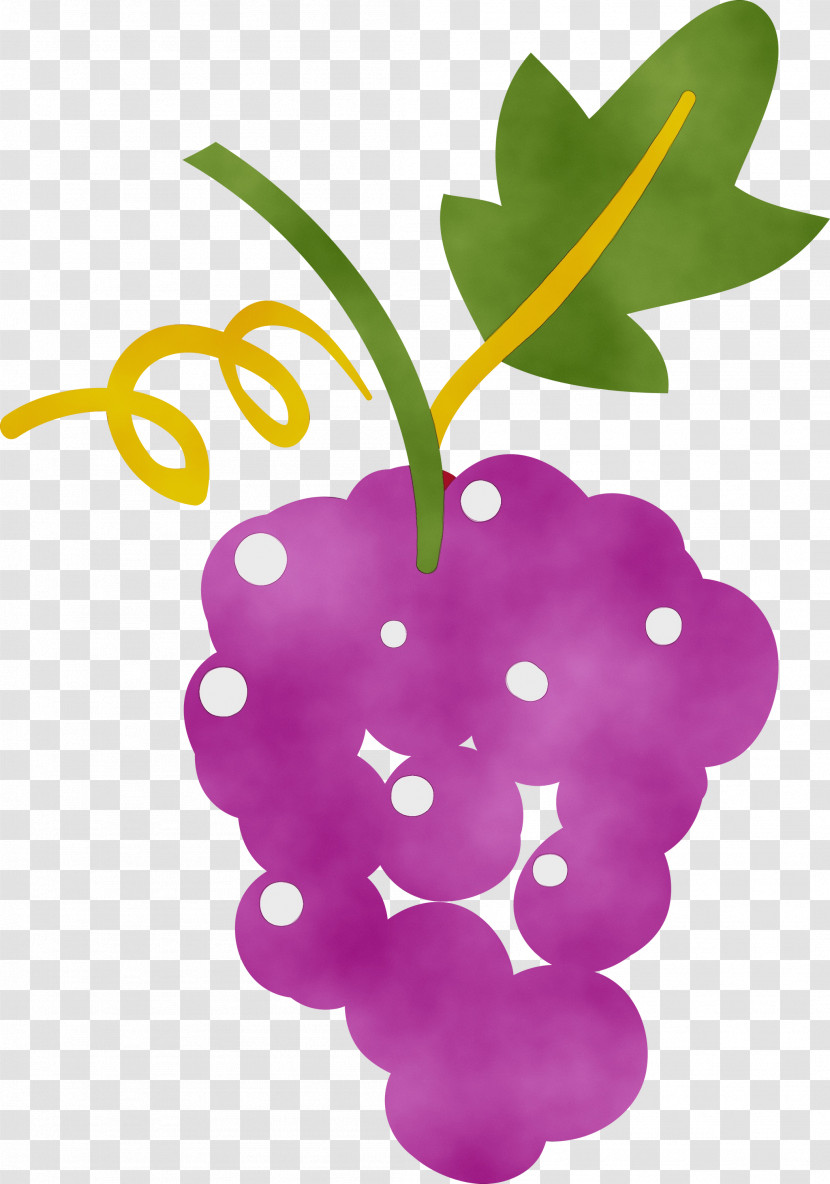 Grape Leaf Purple Plant Structure Biology Transparent PNG