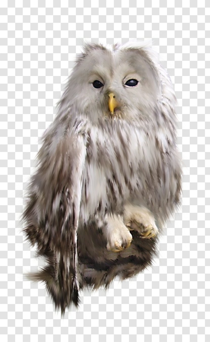 Bird Snowy Owl Clip Art - Blog Transparent PNG