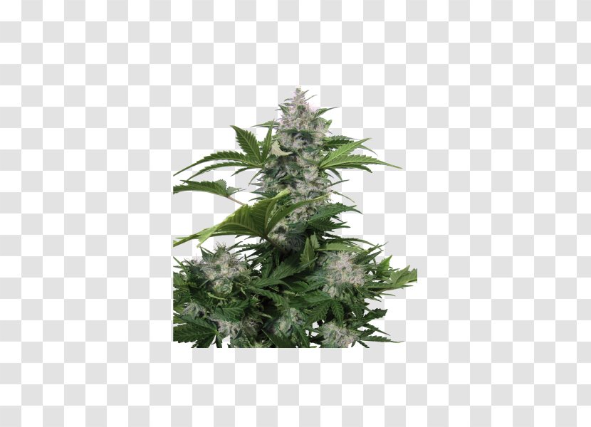 Autoflowering Cannabis Seed Marijuana White Dwarf Red - Bank - Seeds Transparent PNG