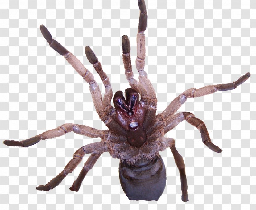 Tarantula Spider Venom Goliath Birdeater Insect - Organism Transparent PNG