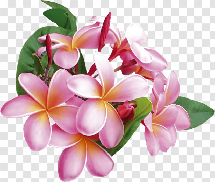 Flower Frangipani - Cut Flowers - Apricot Transparent PNG