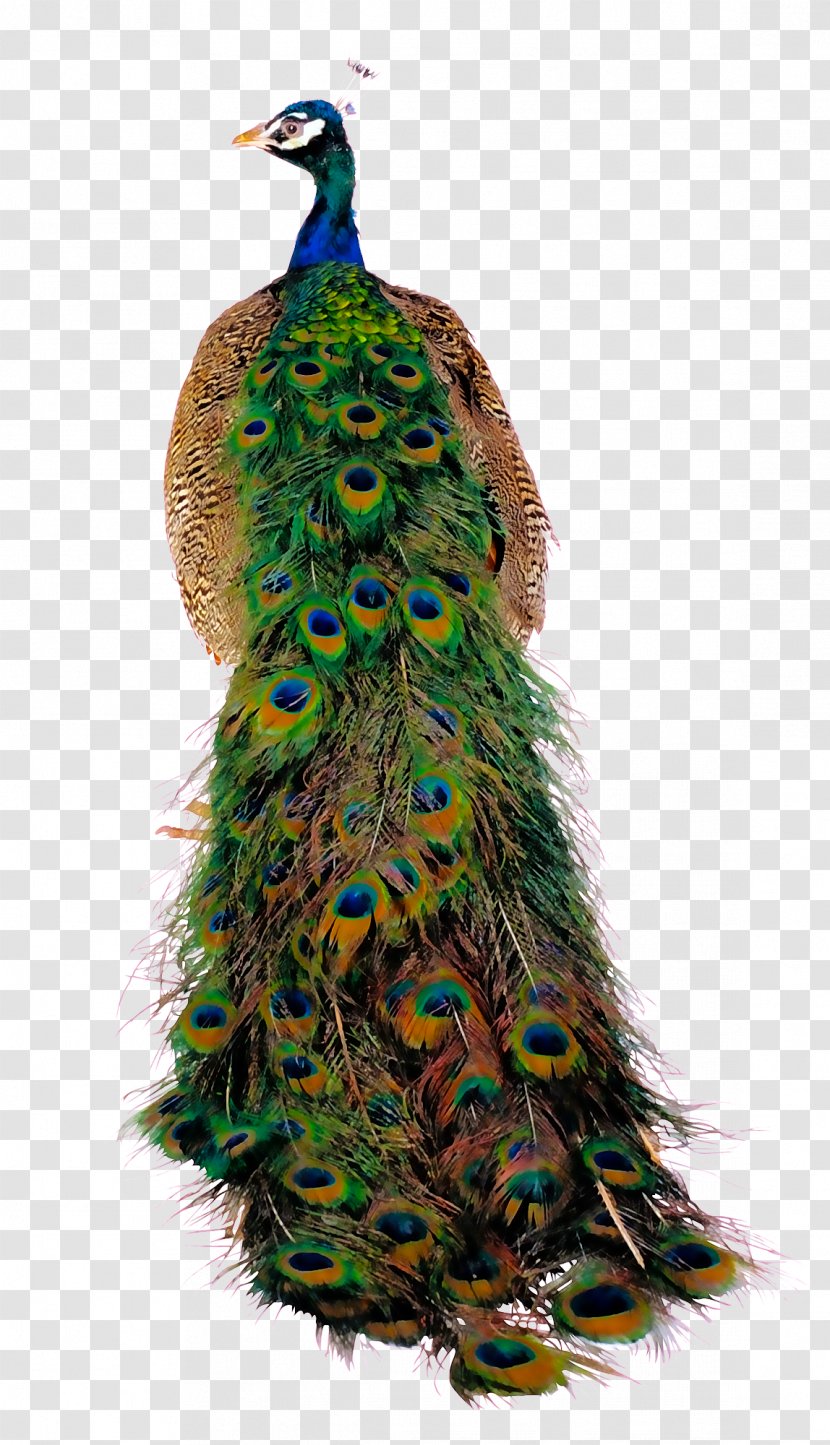 Bird Peafowl - Peacock Back Material Free To Pull Transparent PNG