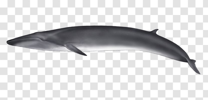Common Bottlenose Dolphin Tucuxi Short-beaked Rough-toothed White-beaked Transparent PNG