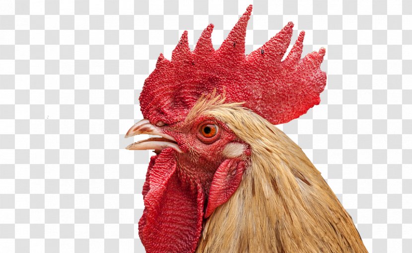 Rooster Face Chicken - Cock Closeup Transparent PNG