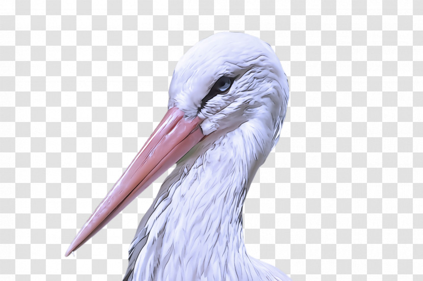 Bird Beak Stork Ciconiiformes White Stork Transparent PNG
