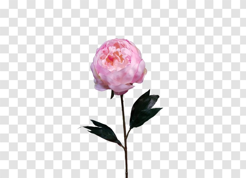 Garden Roses Centifolia Peony Cut Flowers Plant Stem - Rose Family Transparent PNG