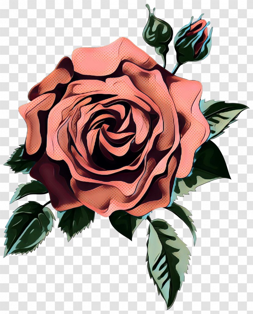 Garden Roses Cabbage Rose Cut Flowers Floral Design - Plant - Camellia Transparent PNG