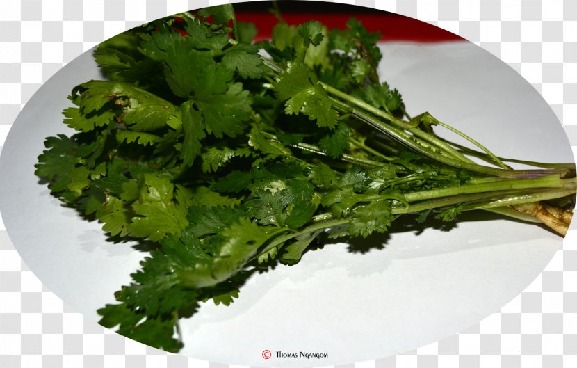 Vegetarian Cuisine Leaf Vegetable Broccoli Rapini - Coriander Transparent PNG