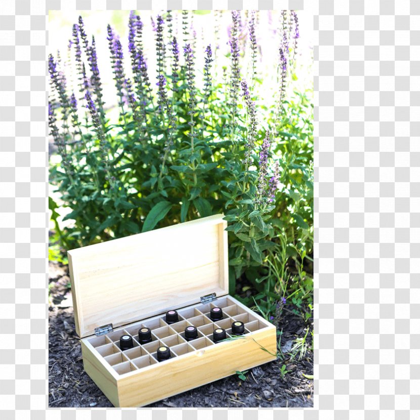 Essential Oil Lavender Box Rocky Mountain Oils - Flowerpot - Wooden Transparent PNG