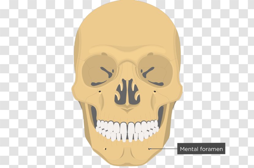 Vomer Nasal Bone Ethmoid Facial Skeleton - Lacrimal - Skull Transparent PNG