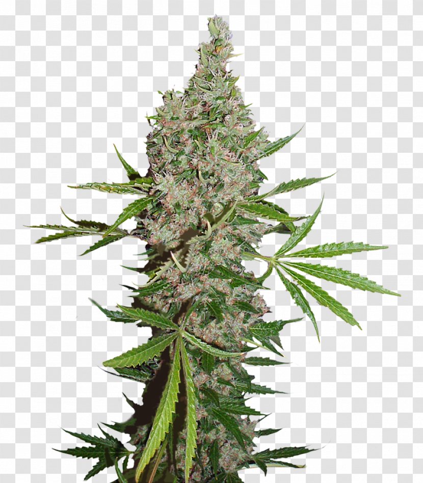 White Widow Cannabis Coffeeshop Seed Bank Skunk - Passion Transparent PNG