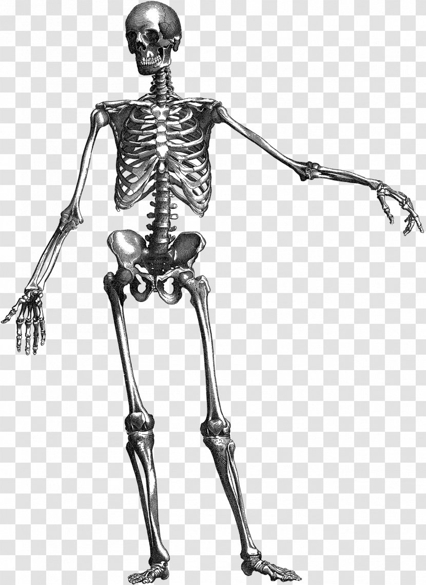 Human Skeleton Skull Anatomy - Stock Photography Transparent PNG