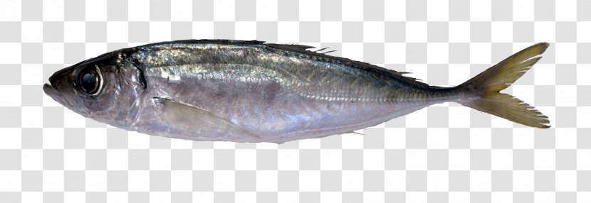 Atlantic Horse Mackerel Mediterranean Dog Cockle Fishing Transparent PNG