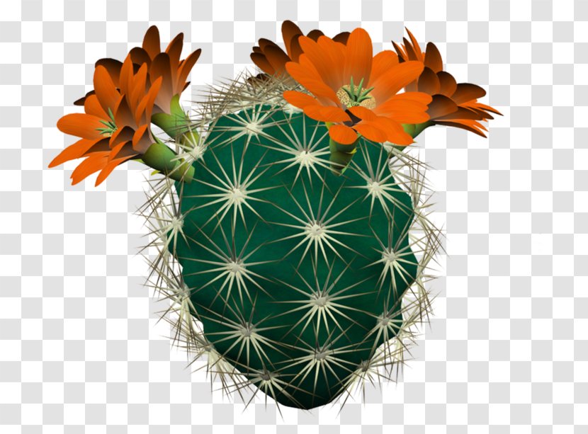 Hedgehog Cacti Cactaceae Strawberry Cactus Clip Art - Painting Transparent PNG