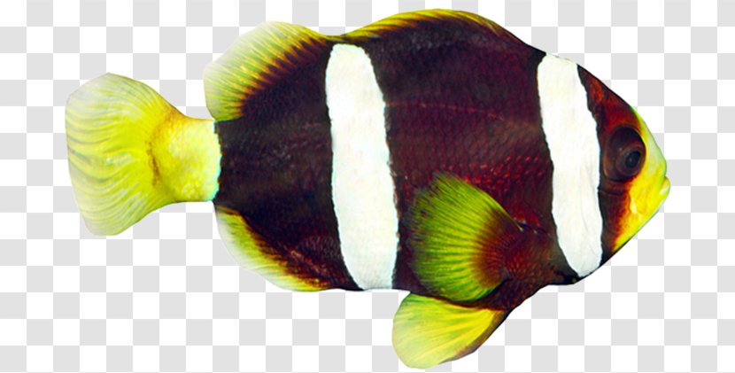 Striped Surgeonfish Tropical Fish Freshwater Angelfish Red Lionfish - Acanthurus Transparent PNG