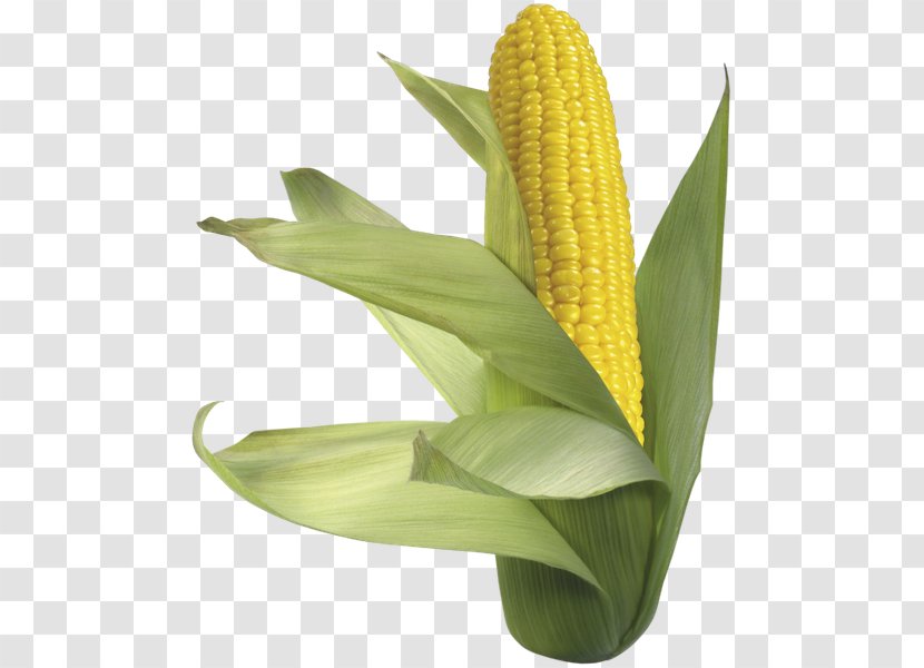 Maize Sweet Corn On The Cob Flour - Plant Stem Transparent PNG