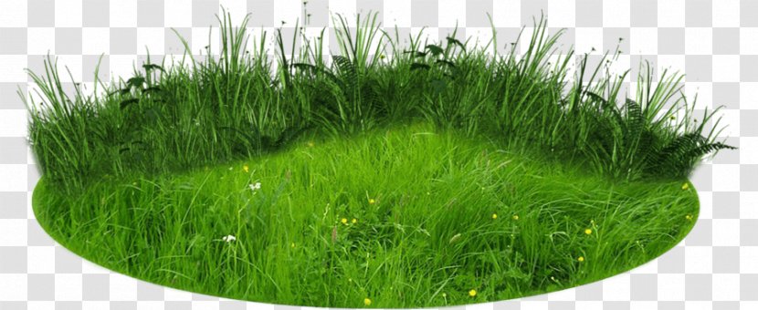 Lawn Rendering Clip Art - Plant - Landscape Contractor Transparent PNG