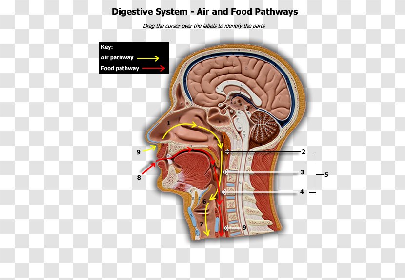 Human Body Head And Neck Anatomy Physiology - Flower - Digestive System Transparent PNG