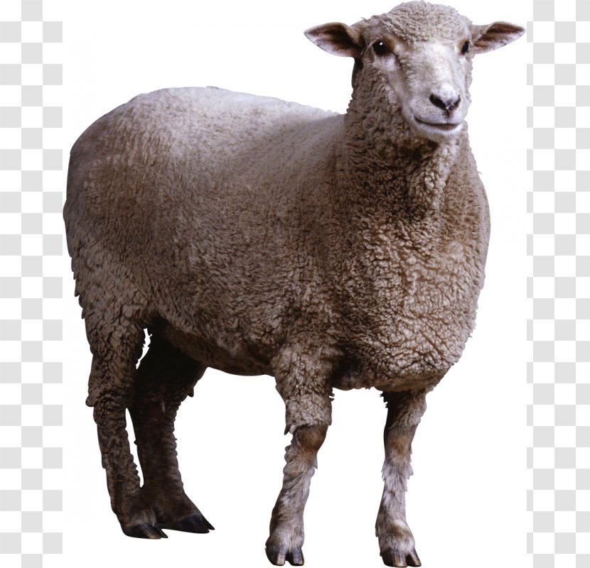 Sheep Image Resolution Clip Art - Gimp Transparent PNG