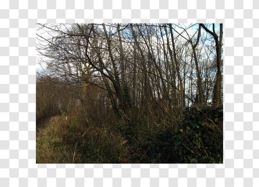 Woodland Shrubland Biome Nature Reserve Land Lot - Bough Transparent PNG