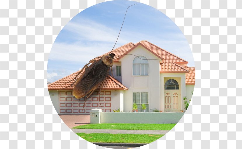 Termite Pest Control Pesticide Integrated Management - Ratcatcher Transparent PNG