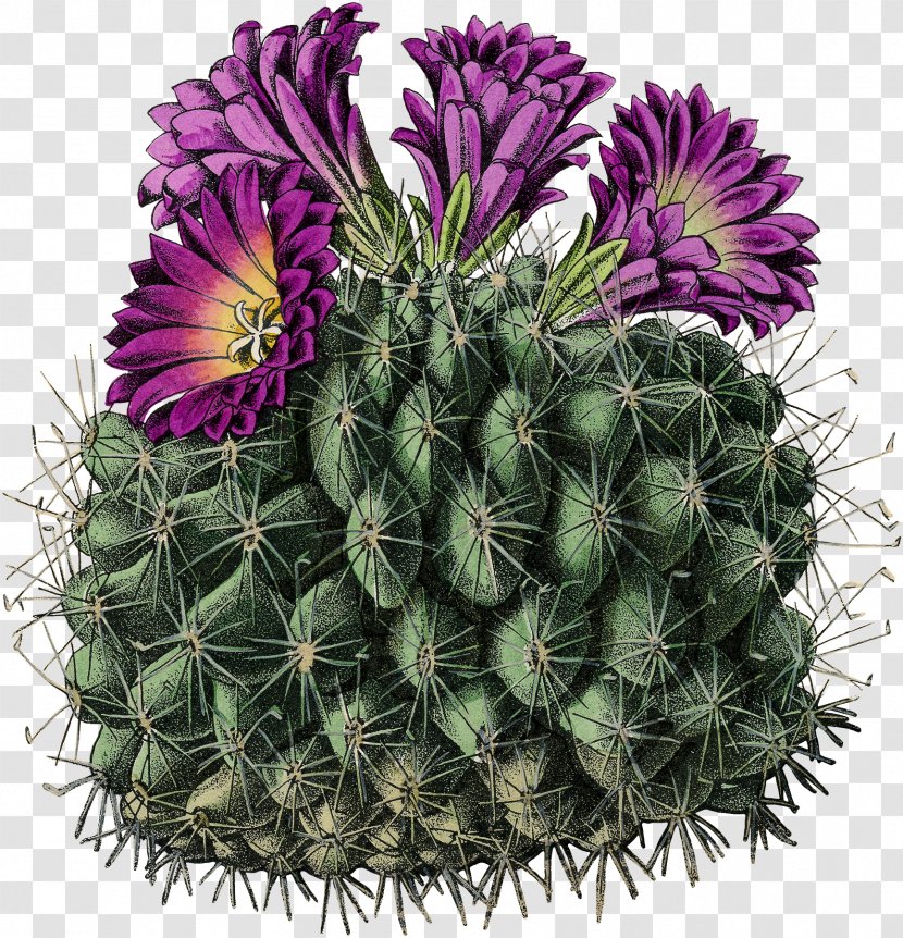 Cactus Turbinicarpus Horripilus Stock Photography Image - Watercolor Tutorial Transparent PNG