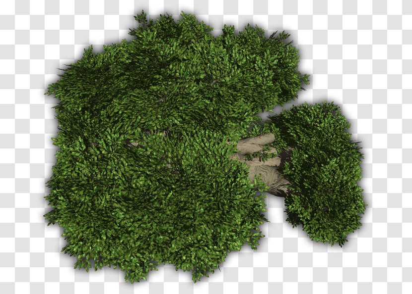 Vegetation Evergreen Groundcover Shrub Tree - Herb Transparent PNG