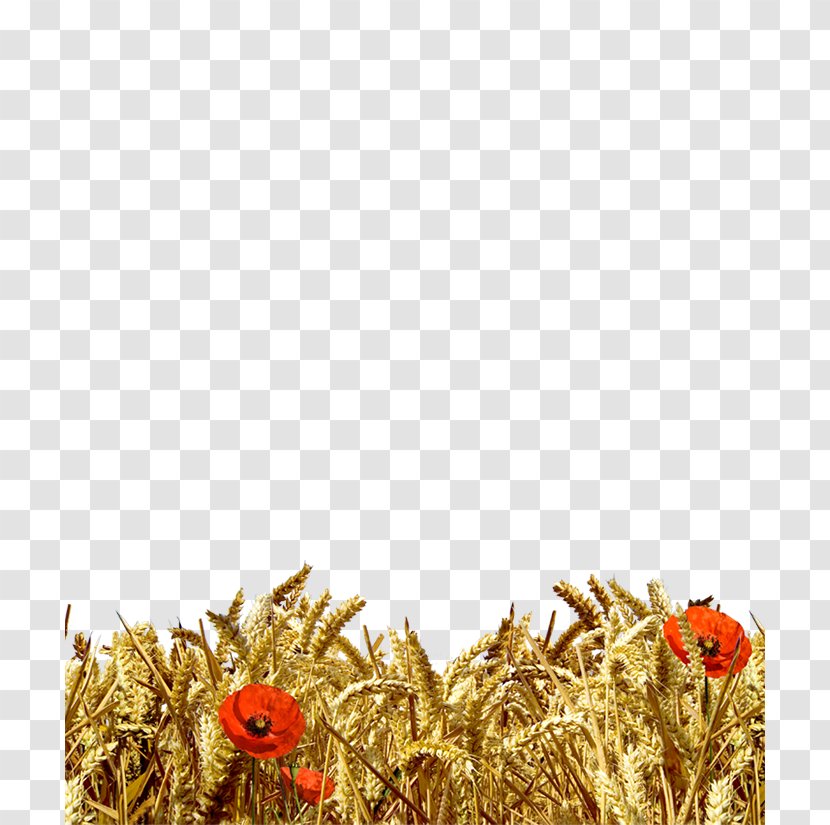 Wheat Ear Cereal Harvest Gunny Sack - Spighe Di Grano Transparent PNG