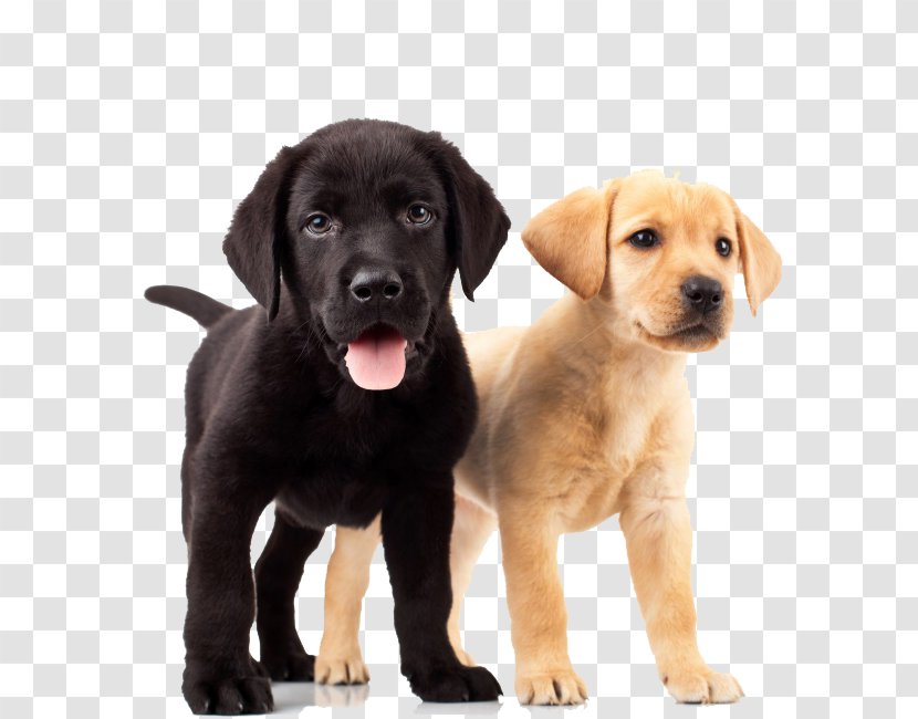 Labrador Retriever Golden Puppy Dog Breed - Kennel - Dogs Transparent PNG