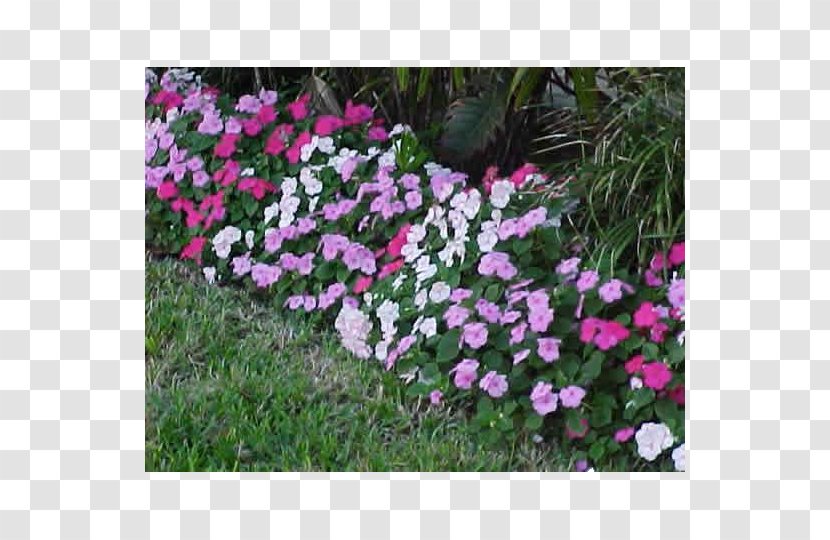Impatiens Pink Annual Plant Shade Garden - Hawkeri - Flower Transparent PNG