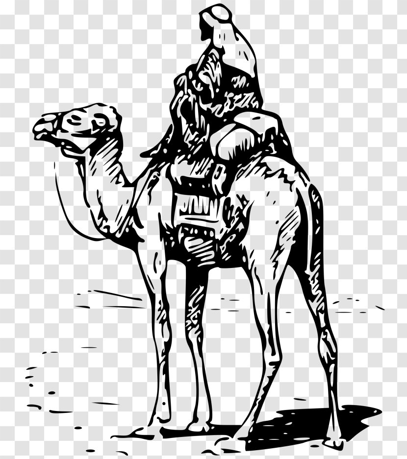 Dromedary Bactrian Camel Silk Road Equestrian Clip Art - Fictional Character - Line Transparent PNG