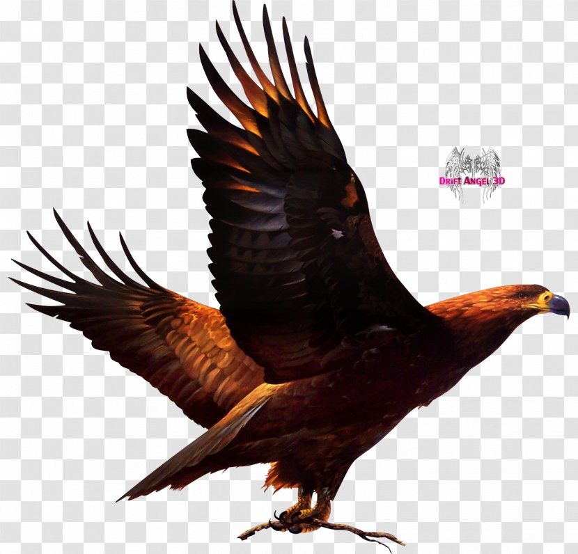 Bird Of Prey Ronda United States Accipitriformes - Beak - Eagle Transparent PNG