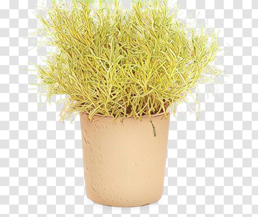 Grass Flower - Herb - Perennial Plant Houseplant Transparent PNG