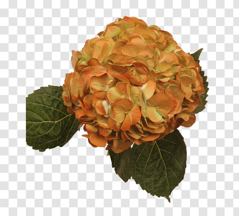 Hydrangea Flowers Gallery Orange Red Cut Transparent PNG