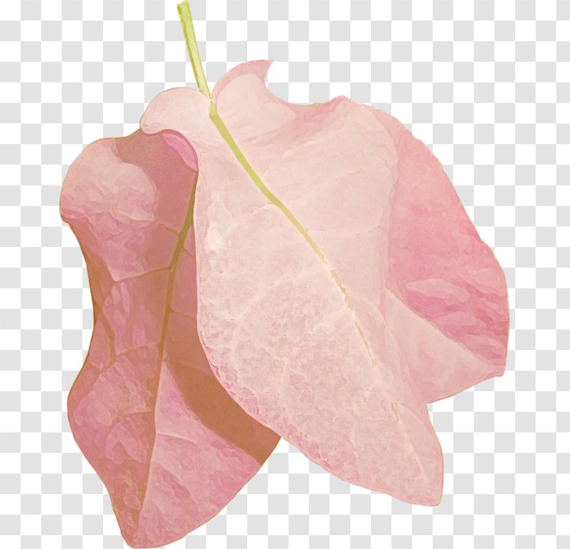 Leaf - Peach - Petal Transparent PNG