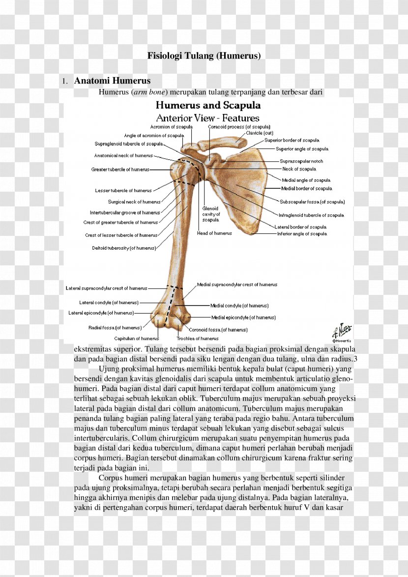 Shoulder Joint Arm Bone Anatomy - Human Body Transparent PNG