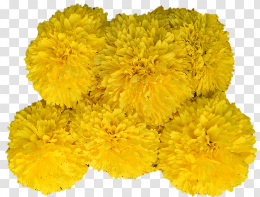 Cut Flowers Yellow Mimosa Chrysanthemum - Plant - Aum Poster Transparent PNG
