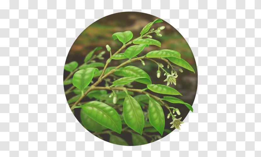 Leaf Herb Tree - Plant Transparent PNG