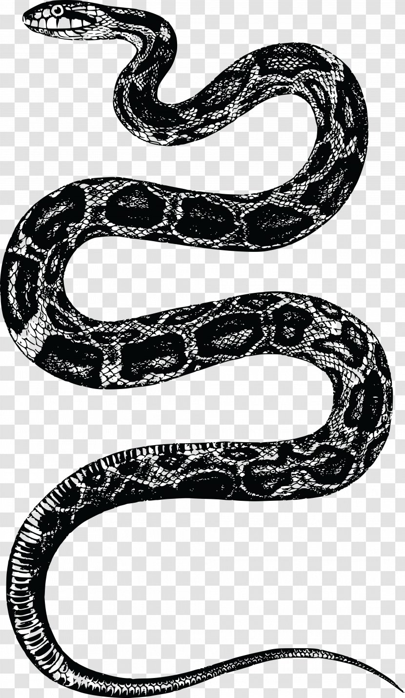 Corn Snake Rattlesnake Clip Art Transparent PNG