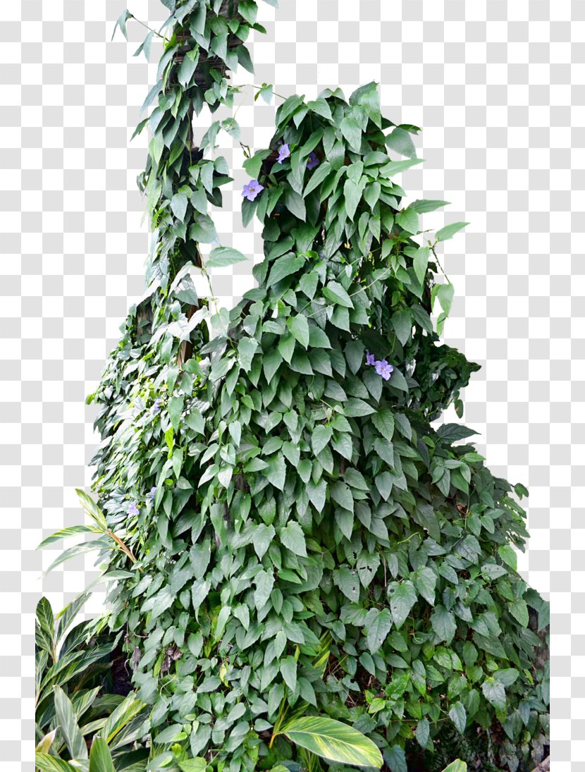 Ivy Vine Plant Photography - Tree Transparent PNG