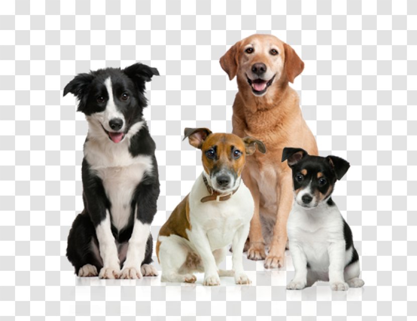 Dog Puppy American Kennel Club Transparent PNG