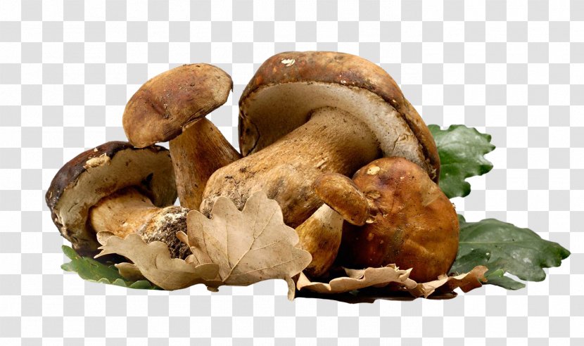 Poznajemy Grzyby Fungus Mushroom Auglis Shiitake - Letinous Edodes Bread Transparent PNG