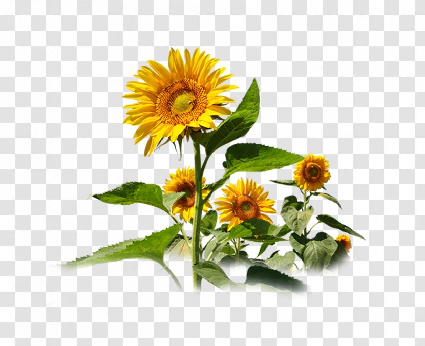 Decorative Sunflowers - Daisy Family - Raster Graphics Transparent PNG